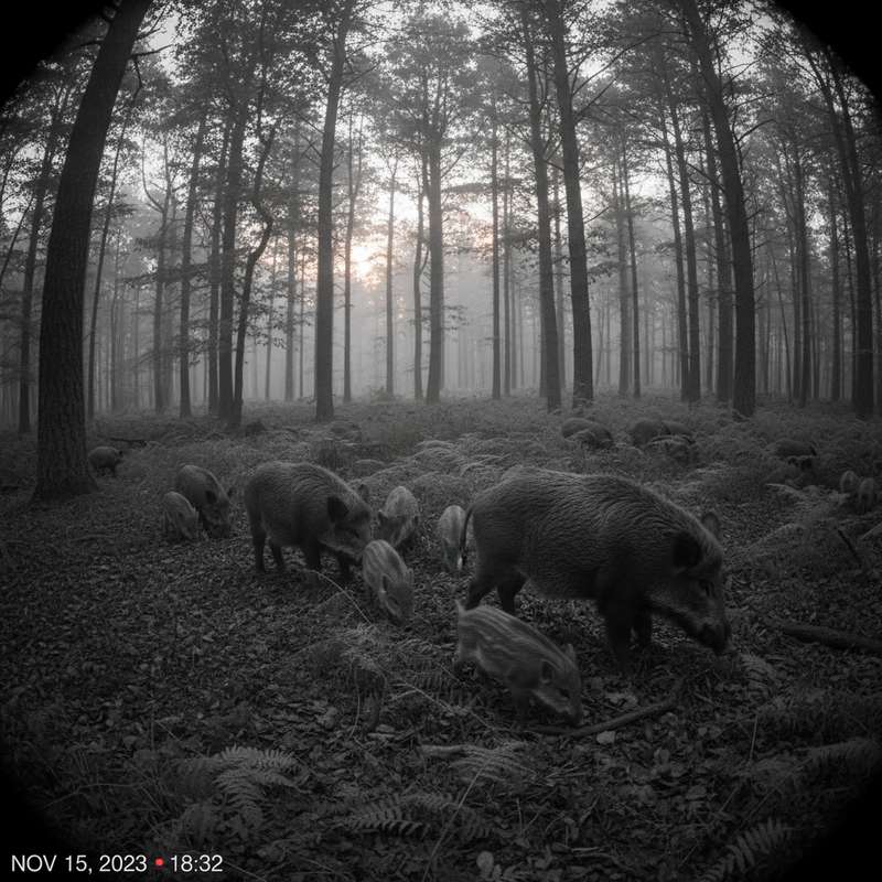 Wildschweine Rotte im Wald — Schwarzwild Bestandserfassung Wildkamera