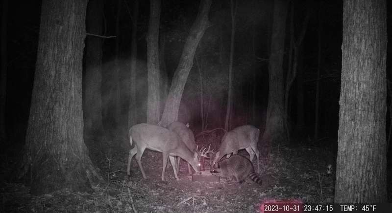 Bushnell Core S-4K Test 2026 — 30 MP No-Glow Wildkamera Praxistest