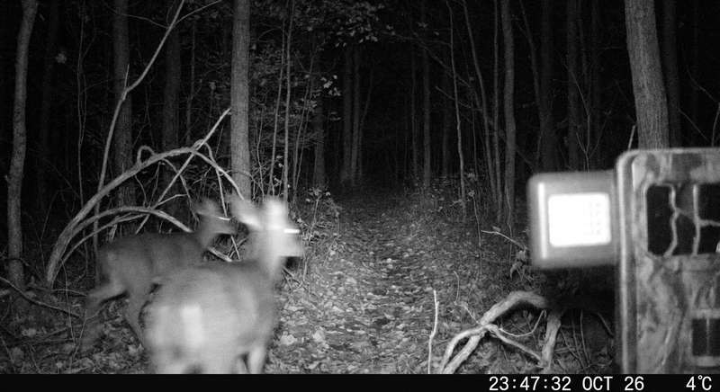 Bushnell Core S-4K Nachtaufnahme — No-Glow Infrarot Test