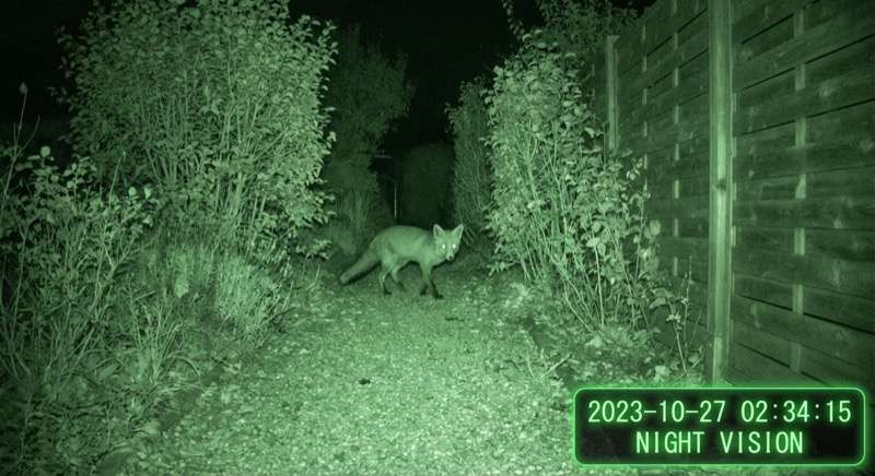 GardePro X60P Nachtsicht-Aufnahme — Fuchs im Garten
