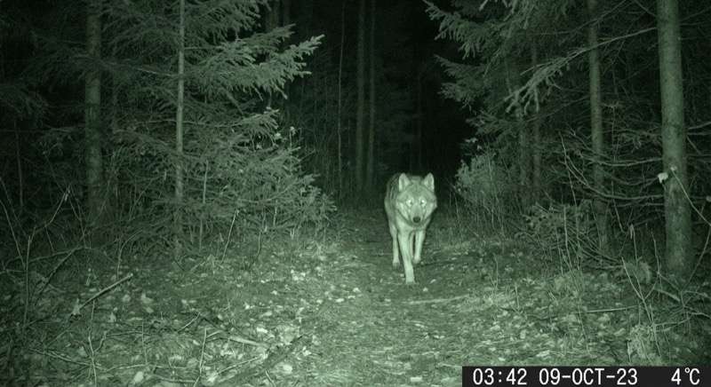 Wolf beobachten
