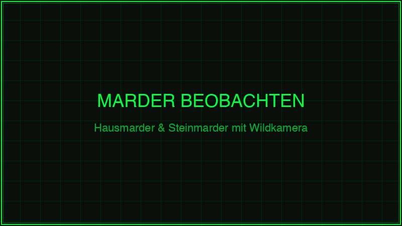 Marder mit Wildkamera beobachten – Hausmarder und Steinmarder 2026