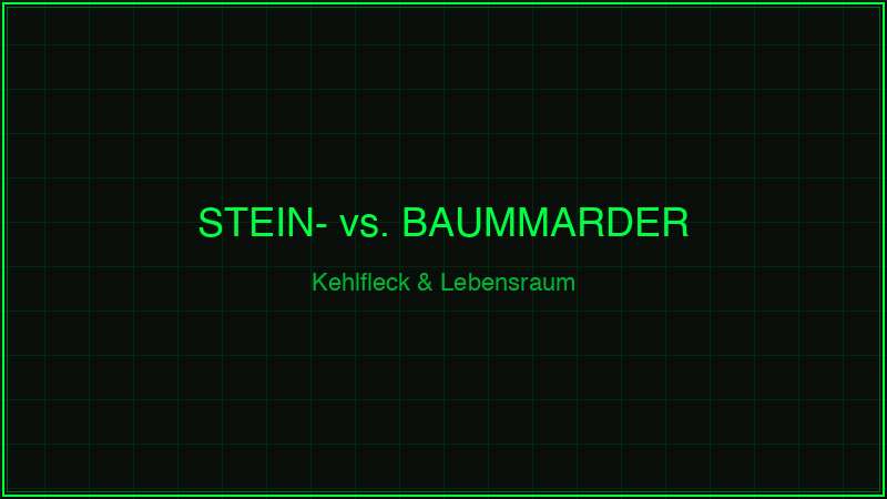 Steinmarder vs. Baummarder – Kehlfleck und Lebensraum im Vergleich