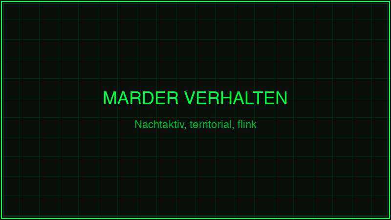 Marder Verhalten – nachtaktiv, territorial und flink