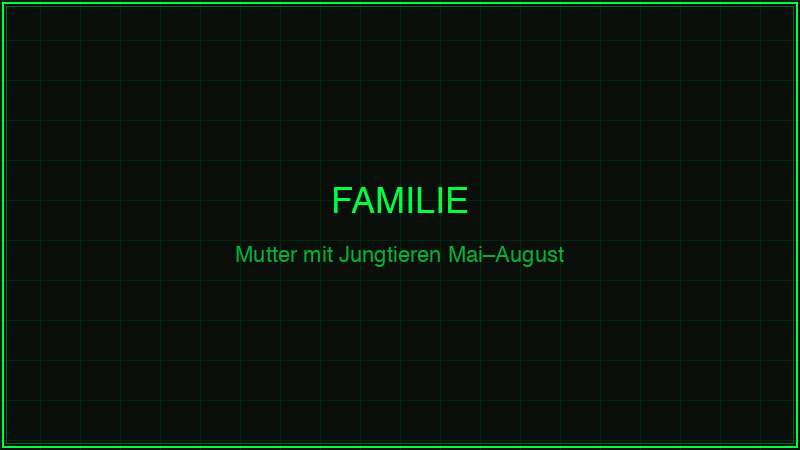 Waschbär Familie – Mutter mit Jungtieren Mai bis August