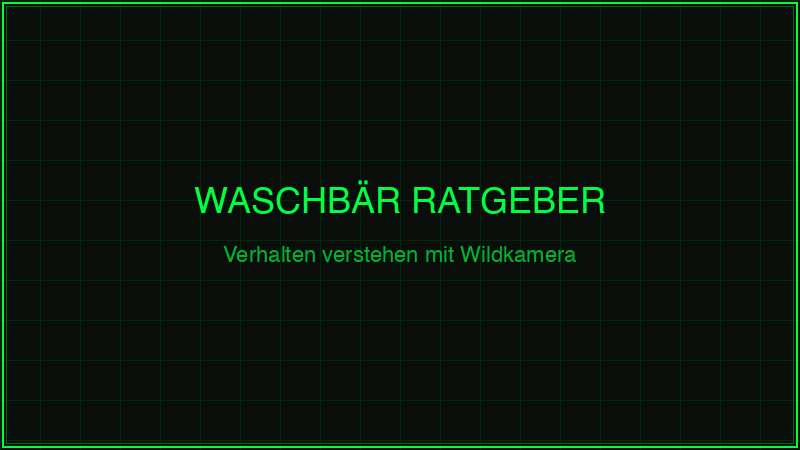 Waschbär mit Wildkamera beobachten – Verhalten verstehen 2026