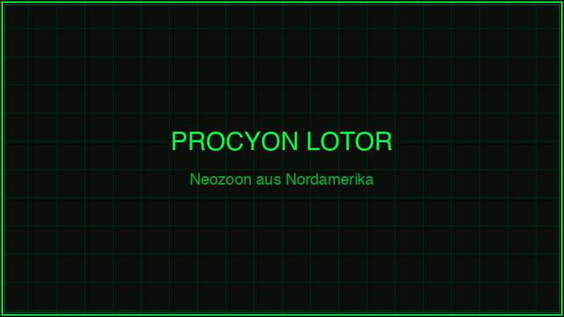 Waschbär Portrait – Procyon lotor, Neozoon aus Nordamerika