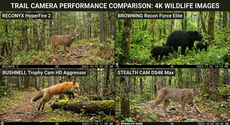 4K-Wildkameras im Vergleich — Budget bis Profi