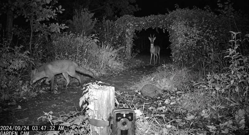 Wildkamera für den Garten 2026 — Tierbeobachtung und Gartenschutz